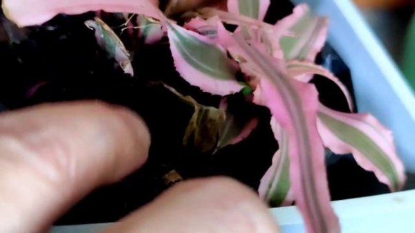 CRYPTANTHUS PLANT CARE || EARTH STAR PLANT GROW, CARE & PROPAGATION || TERRESTRIAL BROMELIAD.