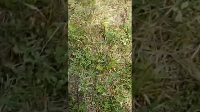 #коп #тх850 #хабар #metaldetector #ст944 #металлоискатель #shortvideo #s