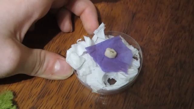 ПОДЕЛКА КОРОБОЧКА ДЛЯ ЗУБА