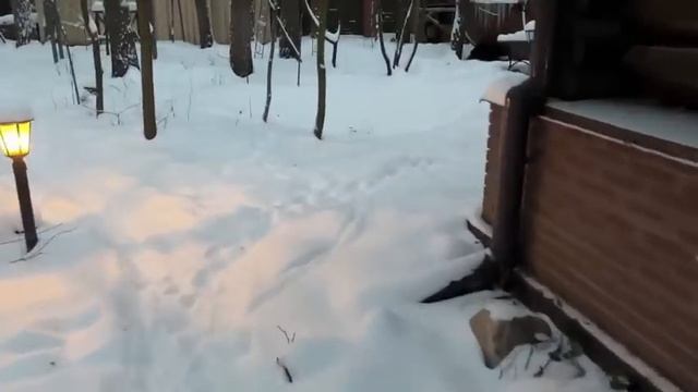 Ли Сяо / Alice the Fox Лиса Алиса (Почему лиса не любит ходить в сарай) смотреть онлайн