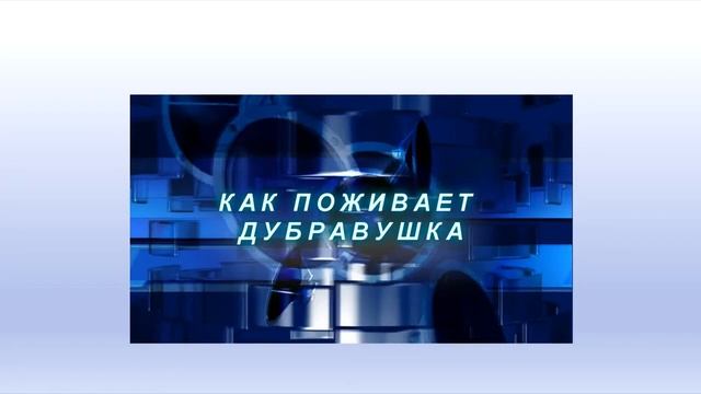 Как поживает "Дубравушка" смотреть онлайн
