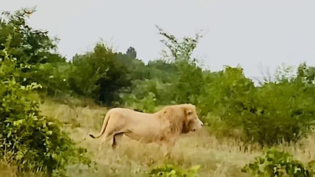 ЛЬВЫ КИНУЛИСЬ УБЕГАТЬ ! Лев-вожак идёт с обходом! смотреть онлайн