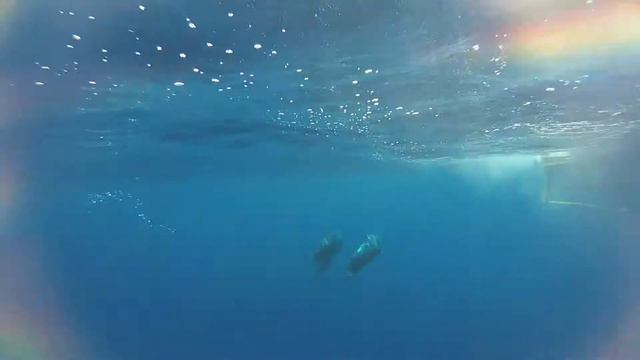 Киты Гринды смотреть онлайн