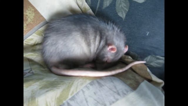 Крыса.Постельная жизнь. смотреть онлайн