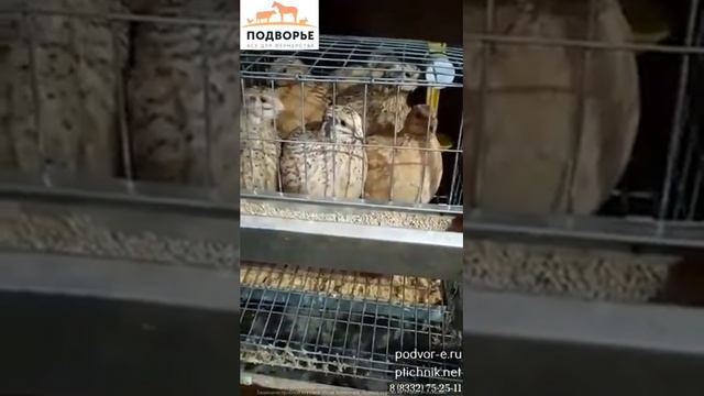 Клетка для перепелов на 20 голов