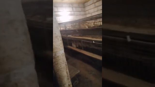 Сколько птицы можно содержать в домашних условиях в небольшом помещении. При 100 заполняемости.... смотреть онлайн