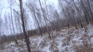 Загонная охота на Сибирскую косулю, по первому снегу. Размеры впечатляют...