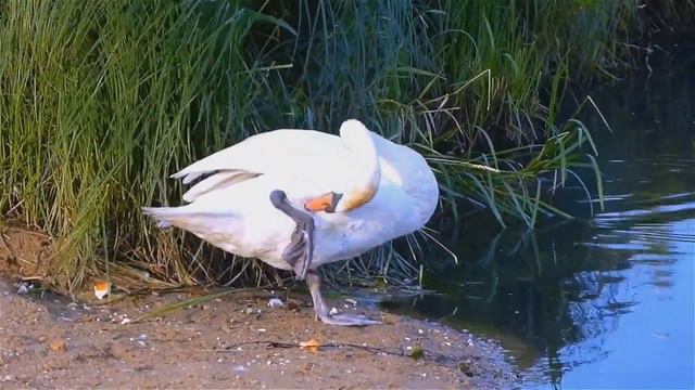 Любовь уставших лебедей смотреть онлайн