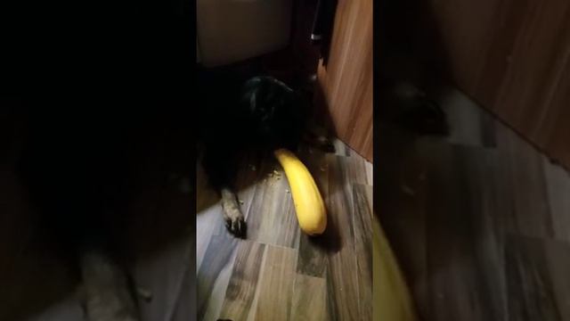 а говорят что ротвейлеры не любят кабачки, а оказывается у нашего всё наоборот! 😁 смотреть онлайн