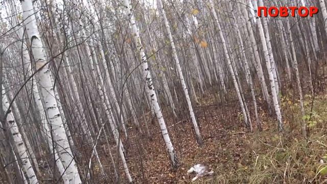 Четыре зайца не сходя с места взял! Вот это охота так охота на зайца с гончими! смотреть онлайн