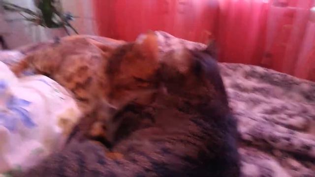 Коты вылизываются и кайфуют смотреть онлайн