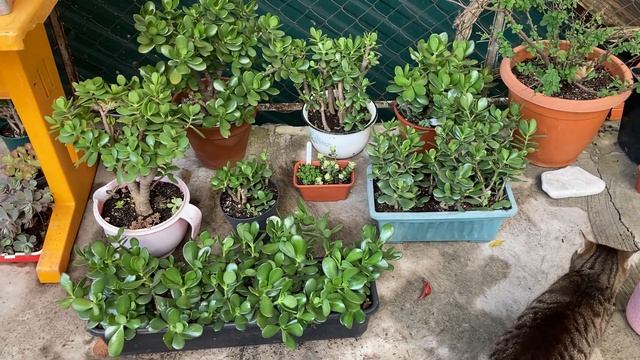 Садик толстянок Arborescens ovata после моего приезда. 01.11.2022 смотреть онлайн