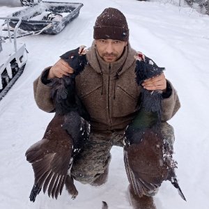 ВЫСТРЕЛЫ ПО БОРОВОЙ ПТИЦЕ. ГЛУХАРЬ. РЯБЧИК.