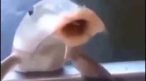 дай мне свой дискордик