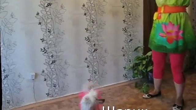 Дрессировка Китайской Хохлатой собаки 2015г смотреть онлайн