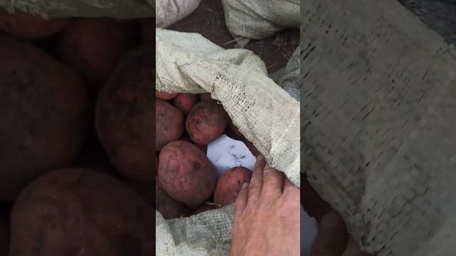 Картофель сорта Лина, Адретта, Сокур, Юна, Златка, Легенда смотреть онлайн