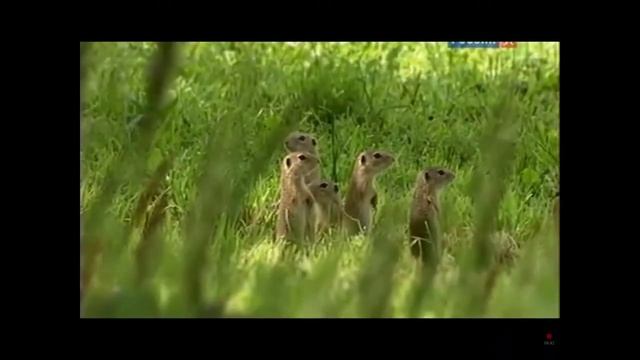 Тайная жизнь шмелей