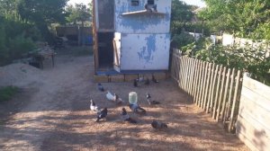 Николаевские голуби Крыма г. ЕВППТОРИЯ  продажа голубей оптом . Коля +79781222843