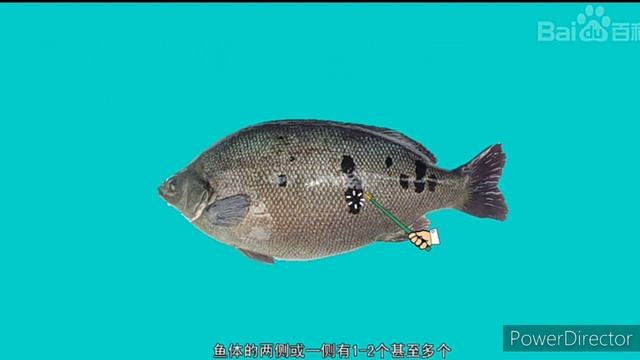Jade Perch 澳洲宝石鲈?? https://the.arkebox.com/singleitems.php?itemid=686 смотреть онлайн
