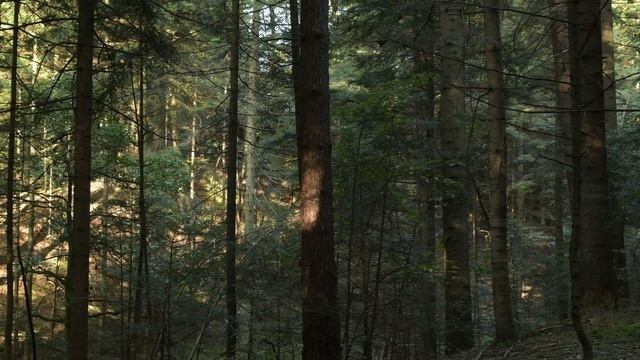 Carpathian forest - Looking for natural pigments - Earth pigments for my paintings смотреть онлайн