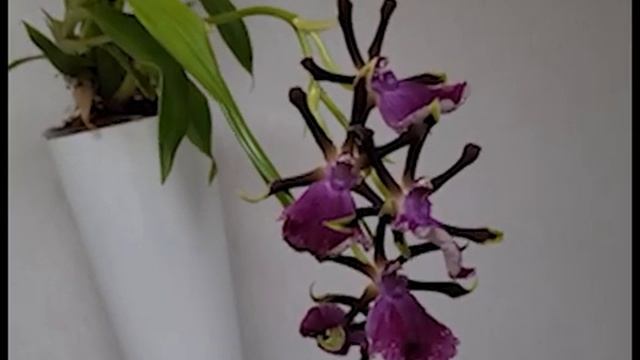 Цветение ОРХИДЕЙ. смотреть онлайн
