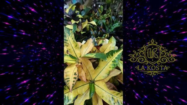 Кодиеум Кротон Миссис Айстон смотреть онлайн