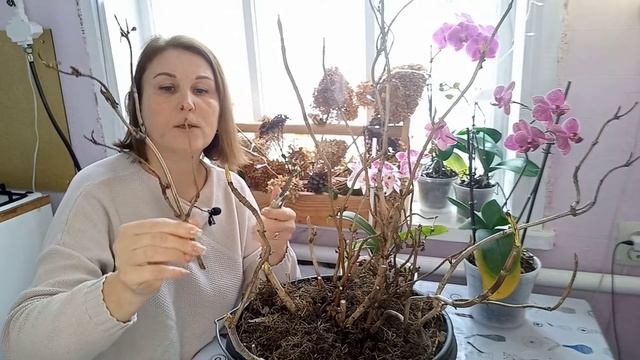 100% укоренение КРУПНОЛИСТНОЙ ГОРТЕНЗИИ!#размножениегортензии#гортензия#посевная#черенкование#сад смотреть онлайн