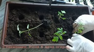 РАССАДА ТОМАТОВ. БУДЕТ КРЕПКОЙ И УРОЖАЙНОЙ🍅 КАК ПРАВИЛЬНО ПРОВЕСТИ ПИКИРОВКУ В ЯЩИКИ ИЛИ СТАКАНЫ