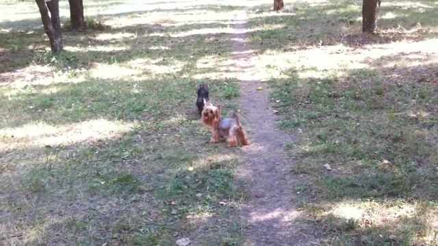 Злата на прогулке смотреть онлайн