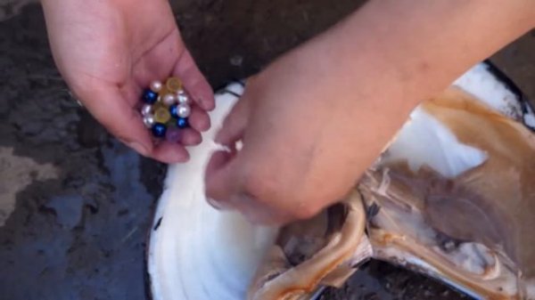 Pearl shells! Deep pool shells are washed to the shore along the stream