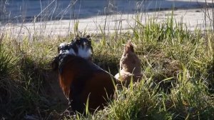 Петух кукарекает Как говорит петух - Звук петуха и  пение петуха видео -  Crowing of rooster