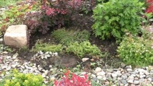 Как я делала объем Бордо: барбарисы тунберга и можжевельник в садовых композициях.