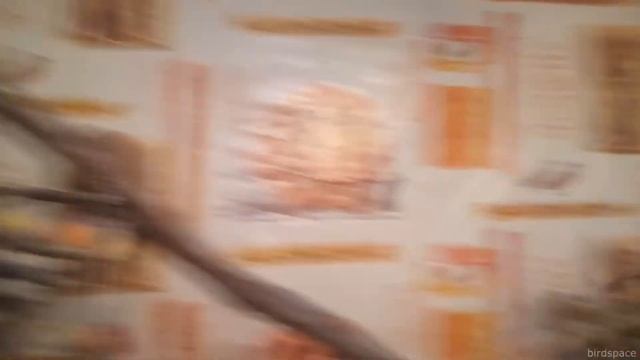 Как выпустить попугая летать Что делать если нет времени, чтобы выпускать попугая летать смотреть онлайн