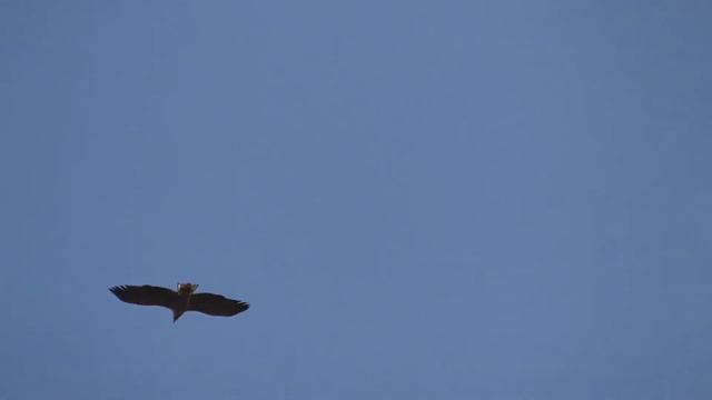 МОЛОДОЙ ОРЛАН БЕЛОХВОСТ. White-tailed eagle смотреть онлайн