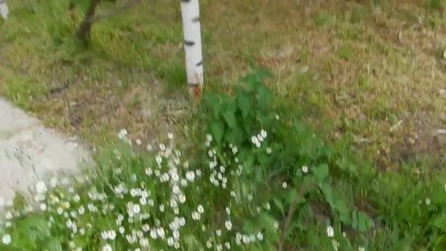 IN MAY GARDEN "Daisies" В МОЕМ САДУ "Ромашки" смотреть онлайн