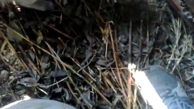 Кролиководство топинамбур. смотреть онлайн