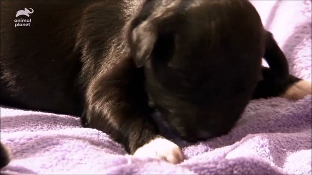 ЩЕНКИ! ПОРОД ОВЧАРКИ И ПОРТУГАЛЬСКОЙ ВОДЯНОЙ - смешные-животные. смотреть онлайн