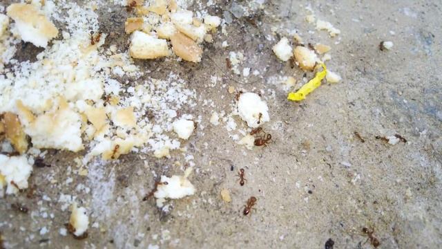 Ant War!! Pavement ants vs Fire Ants смотреть онлайн