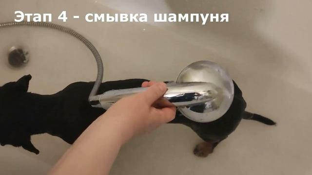 Избавляемся от шерсти или экспресс-линька для собак смотреть онлайн