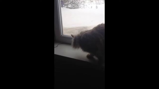 Смешная реакция кота на птичек ) смотреть онлайн