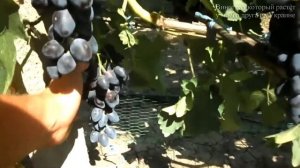 Виноград (Атос) 2020