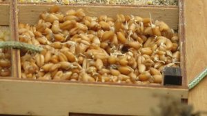 Едят ли пшеницу синицы: Эксперимент с кормлением птиц зерном