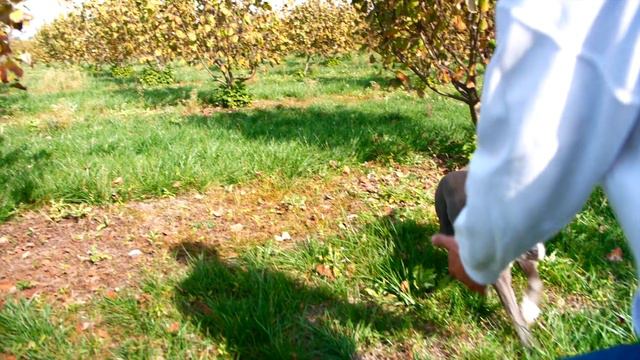 E' pericoloso il Pitbull ? смотреть онлайн