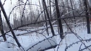 По следу соболя с лайкой. Часть 6. Соболь без выстрела. Промысел