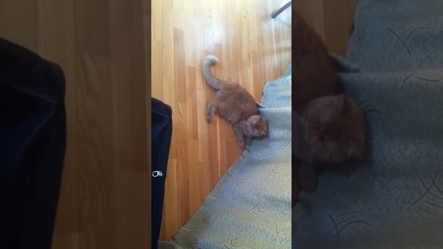 Коты и чемодан смотреть онлайн