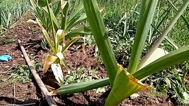 Посадите и Кроты уйдут. смотреть онлайн