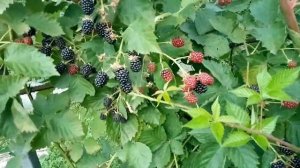 ежевика Полар, Астерина