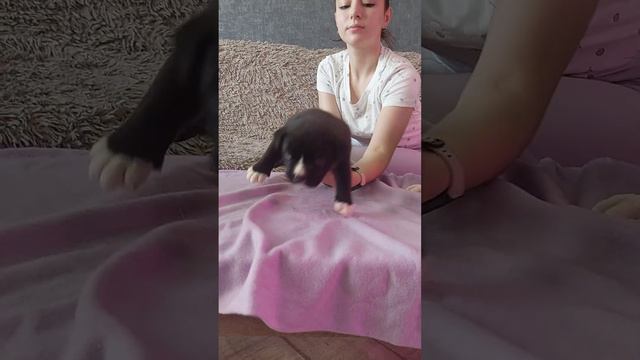 мальчик Американский булли. окрас черный. документы АКВС +79183382518 смотреть онлайн