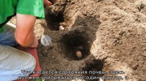 Температура почвы для посадки картофеля весной