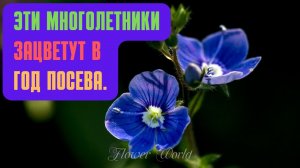 Эти многолетники зацветут в год посева.💐